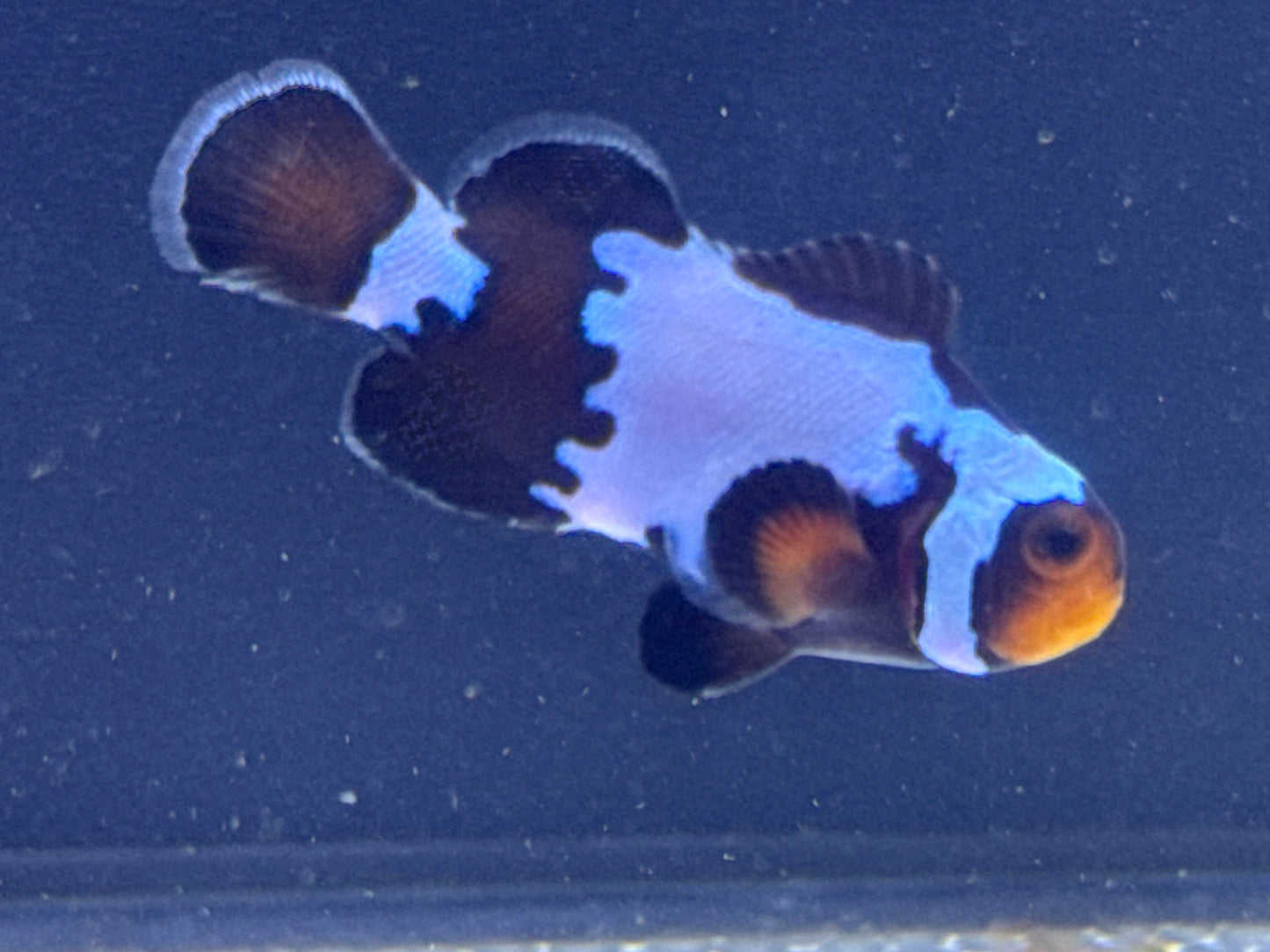 Black Snowflake Clown Rescue