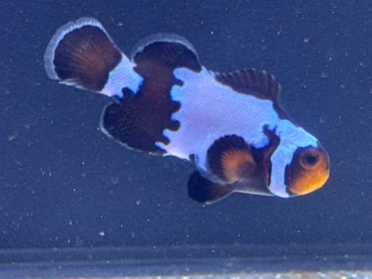 Black Snowflake Clown Rescue