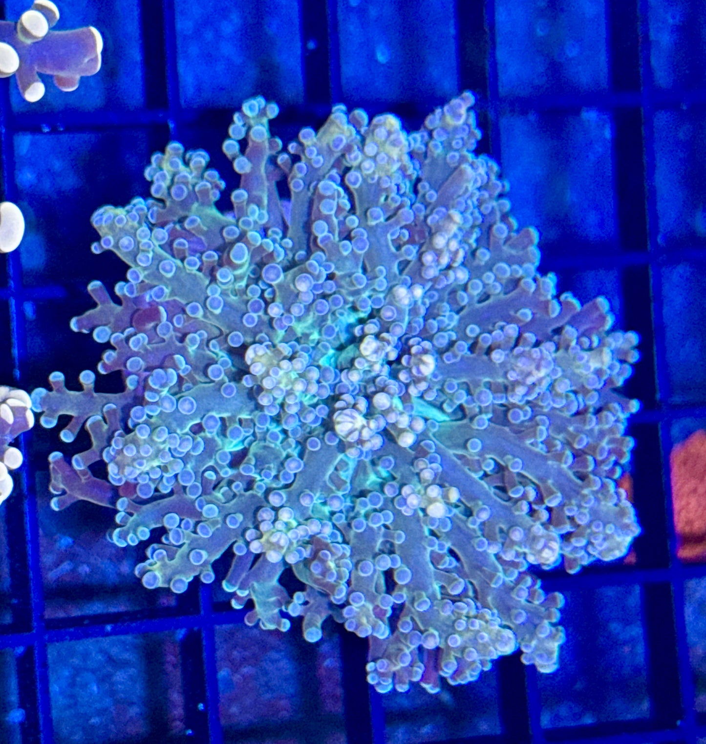 Green and Pink Tip Frogspawn
