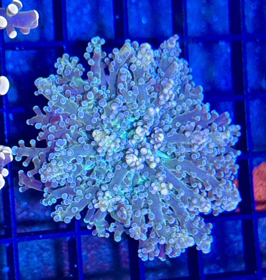 Green and Pink Tip Frogspawn