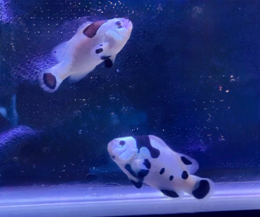 Picasso Super Storm Rescue pair