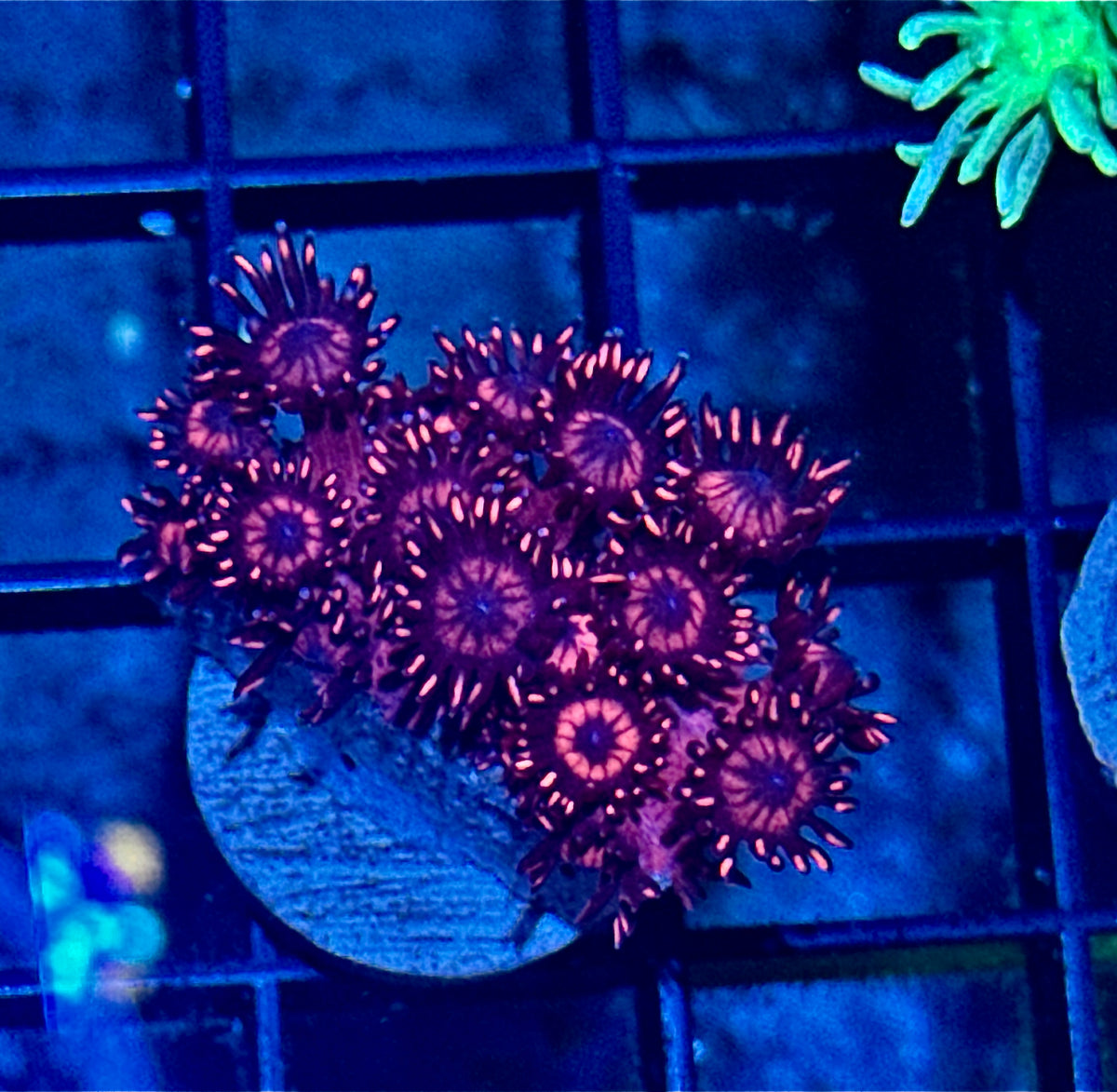 Red Goniopora
