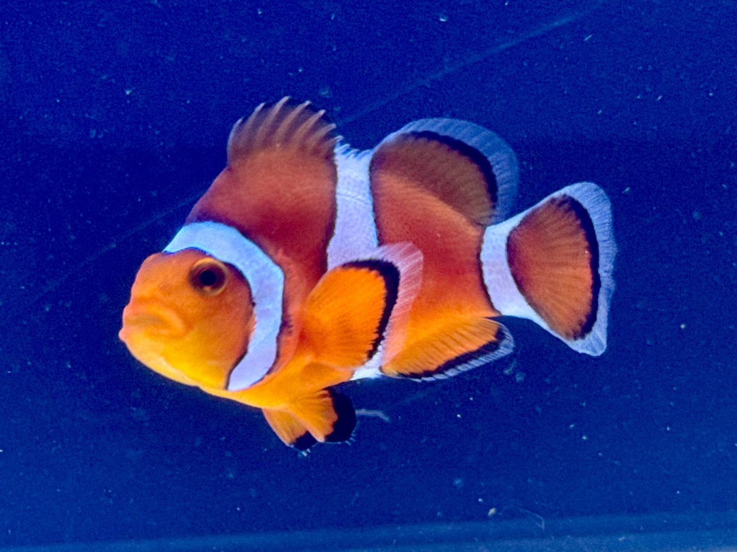 Stubby Clown Rescue