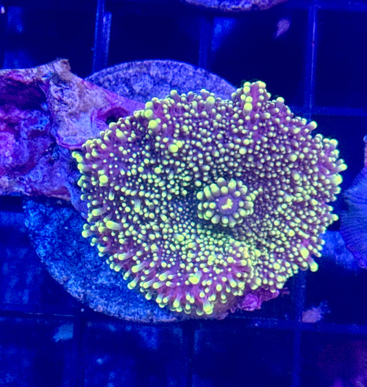 Lemon Drop Yuma Mushroom