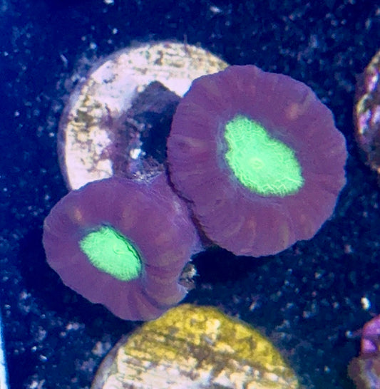 Candy Cane Frag
