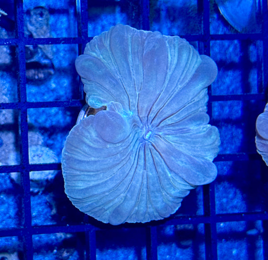 Fox Coral Frag