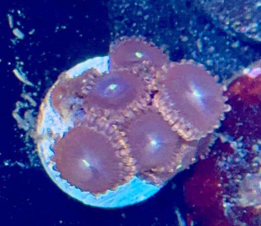 Zoa