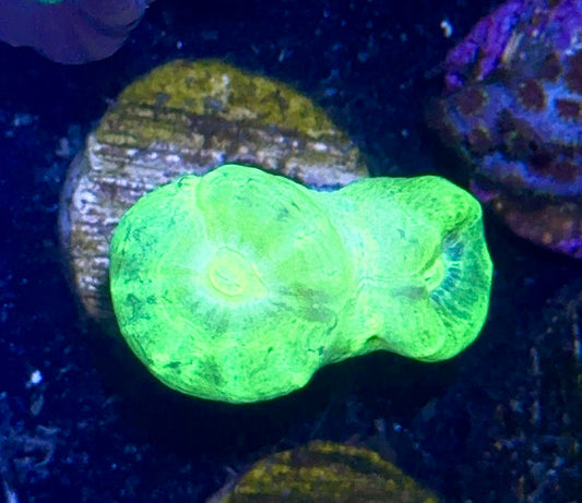 Candy Cane Frag