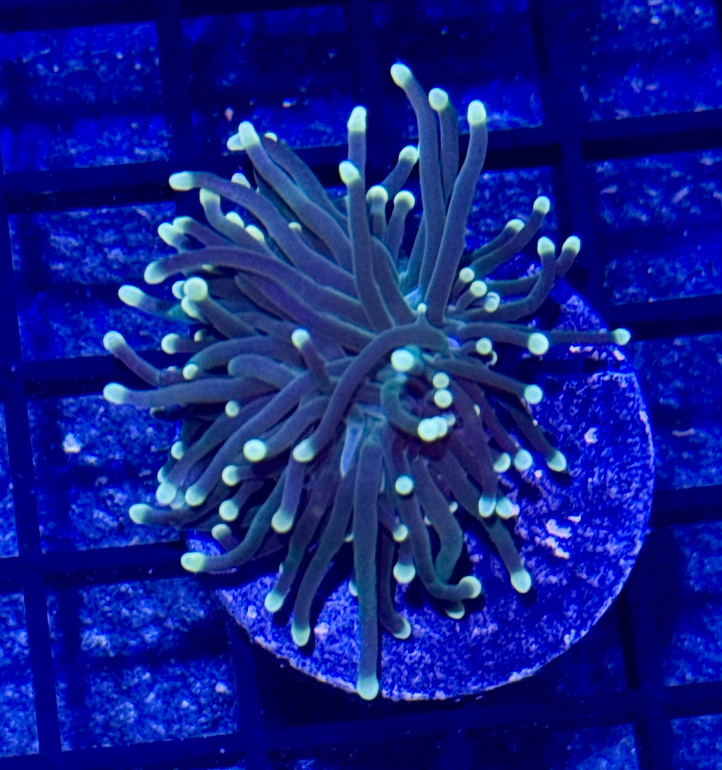 Indo Green Torch