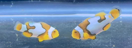 Semi Picasso Clown Pair