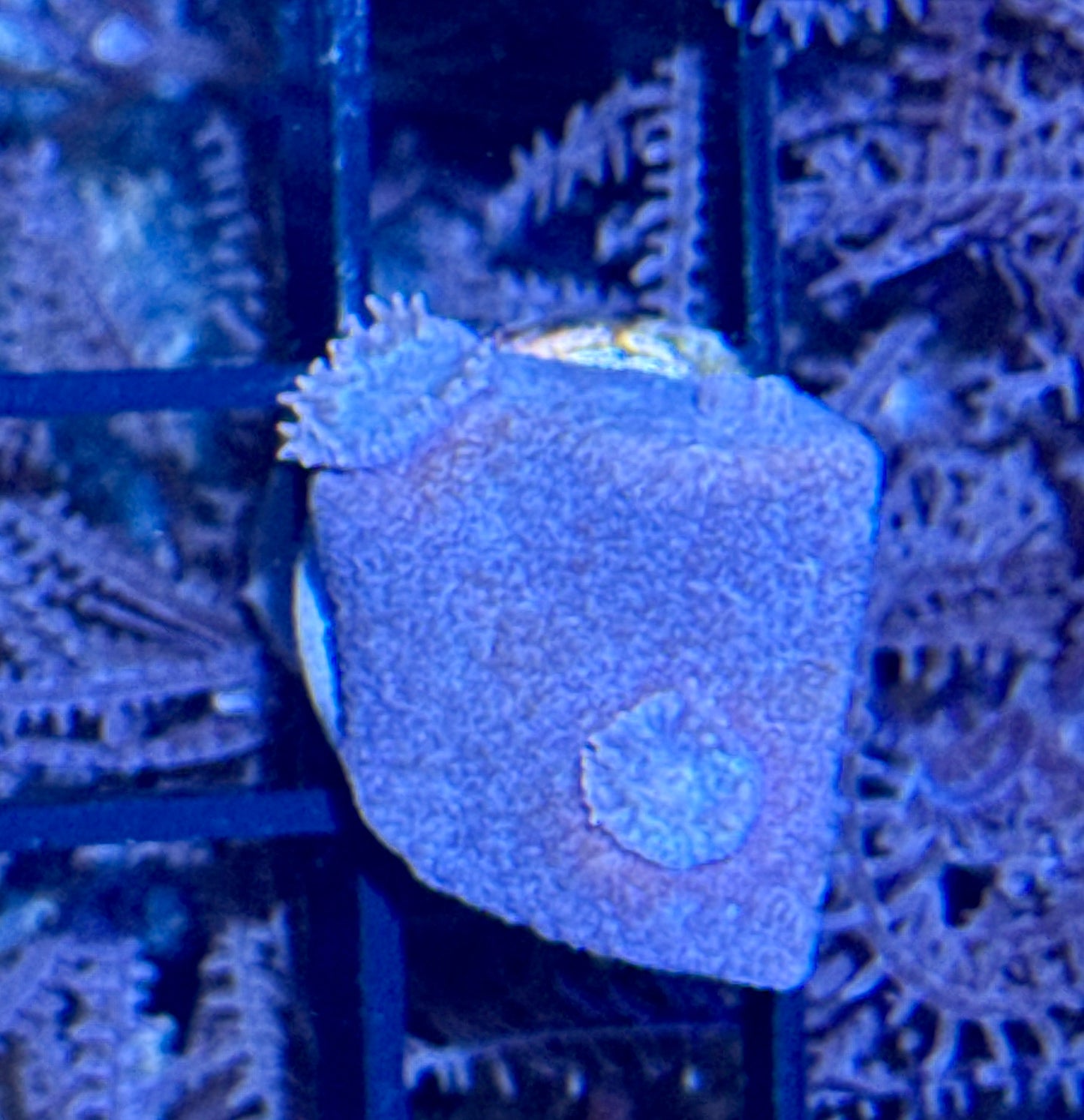 Pagoda Cup Frag