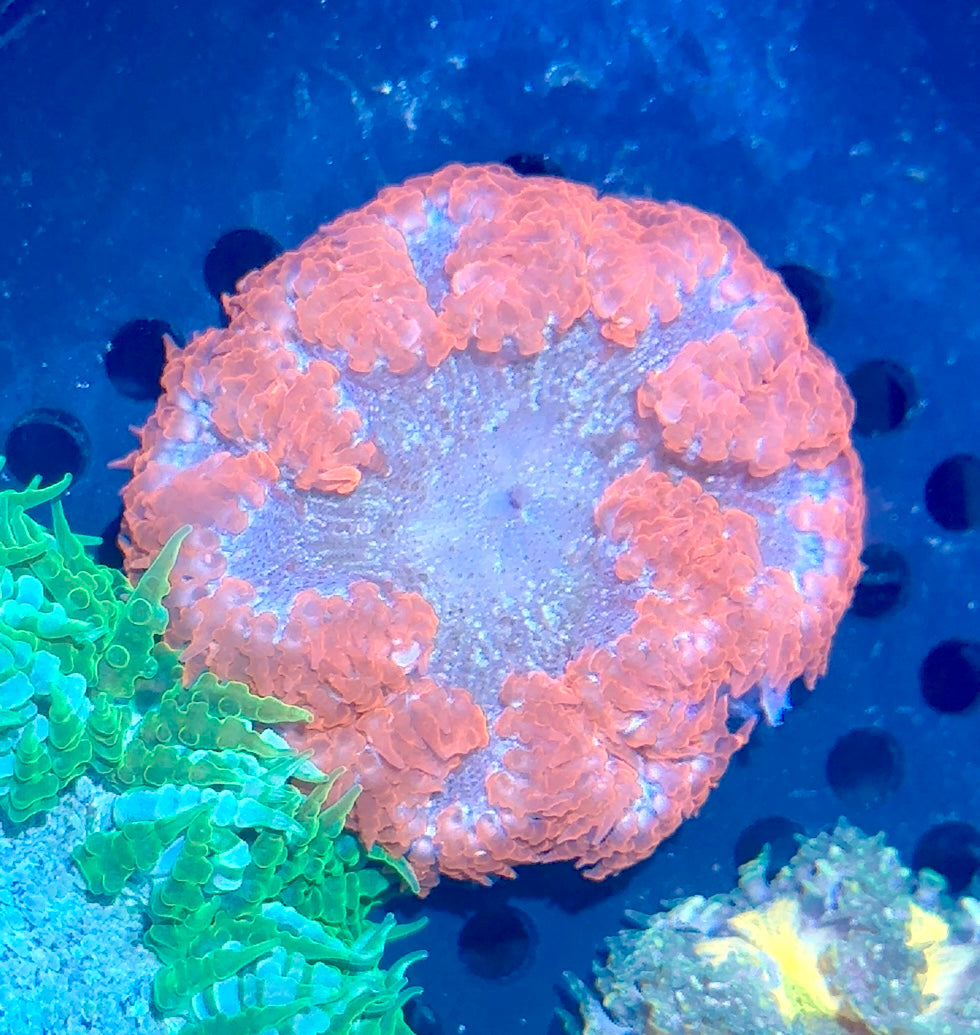 Rock Flower Anemone