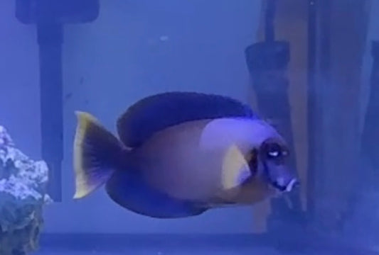 Chocolate Tang 5”