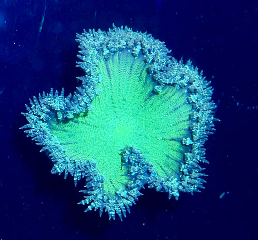 Rock Flower Anemone