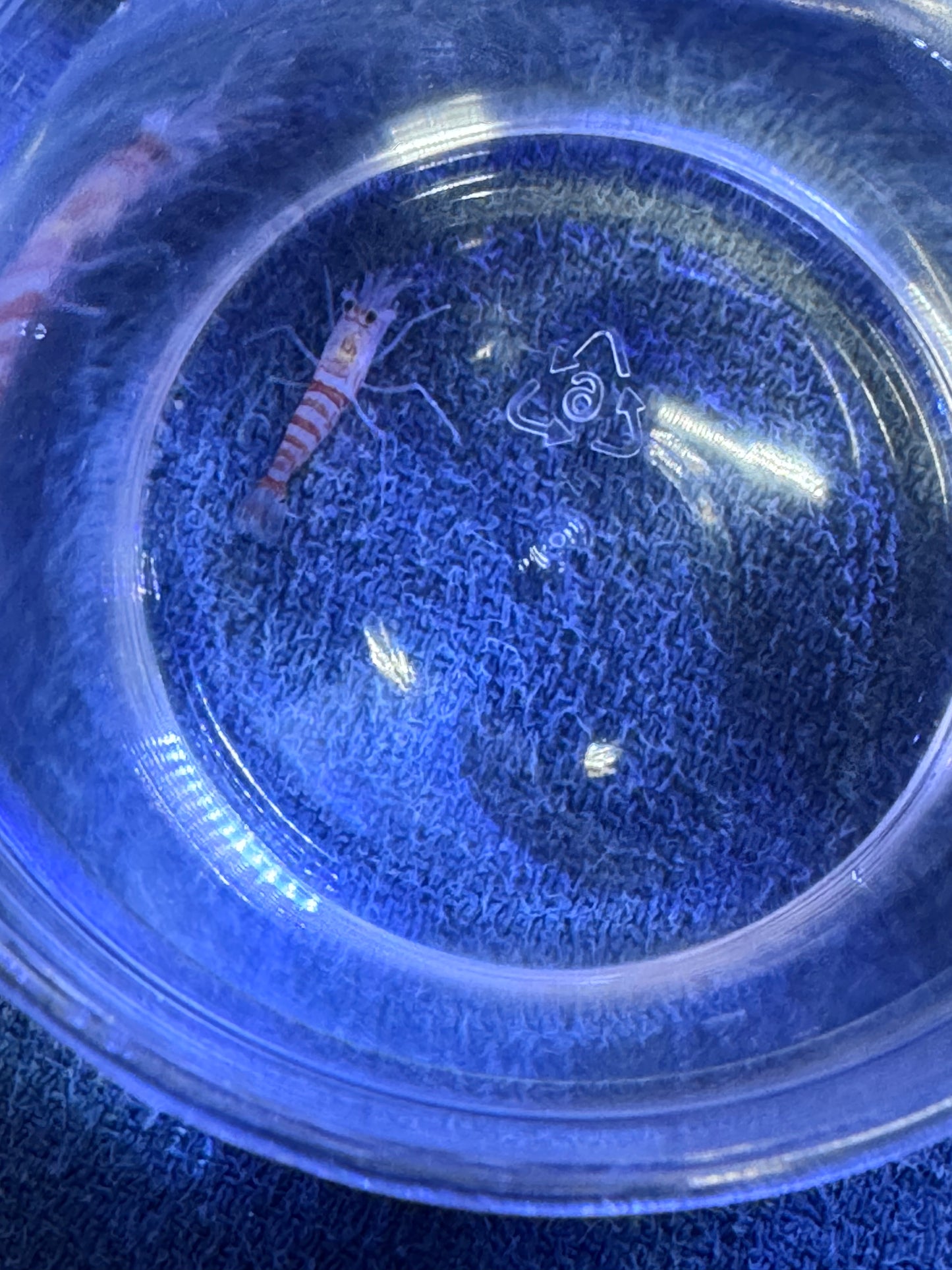 Kuekenthali Shrimp
