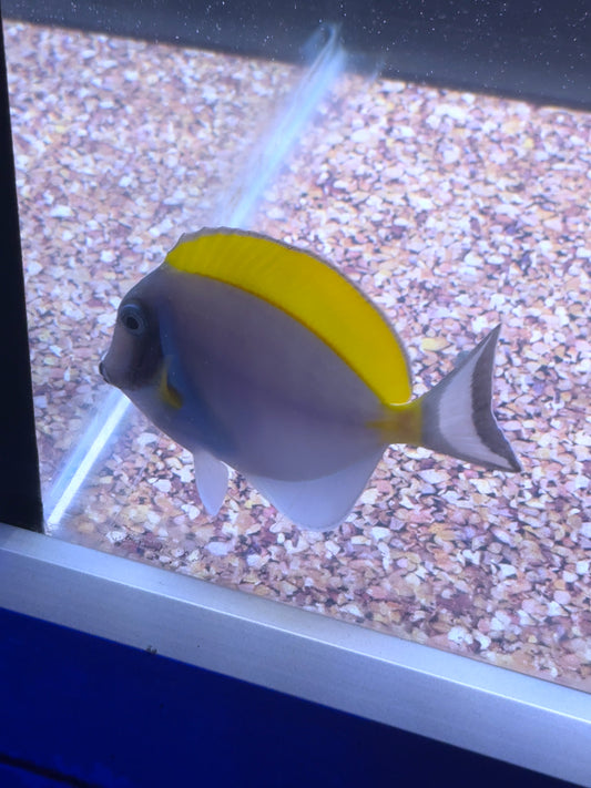 Powder Blue Tang 3.5”