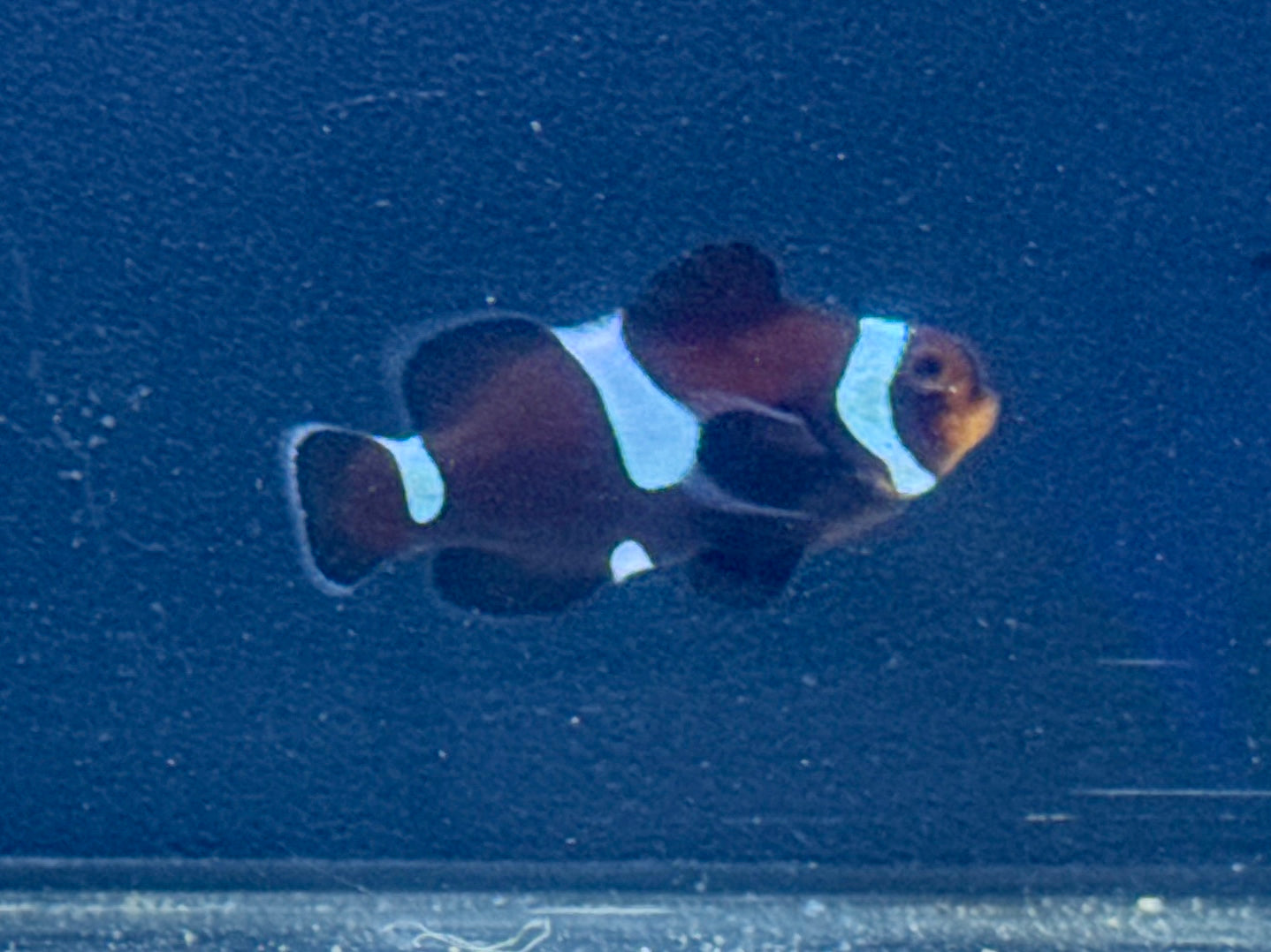 Black Ocellaris Rescue