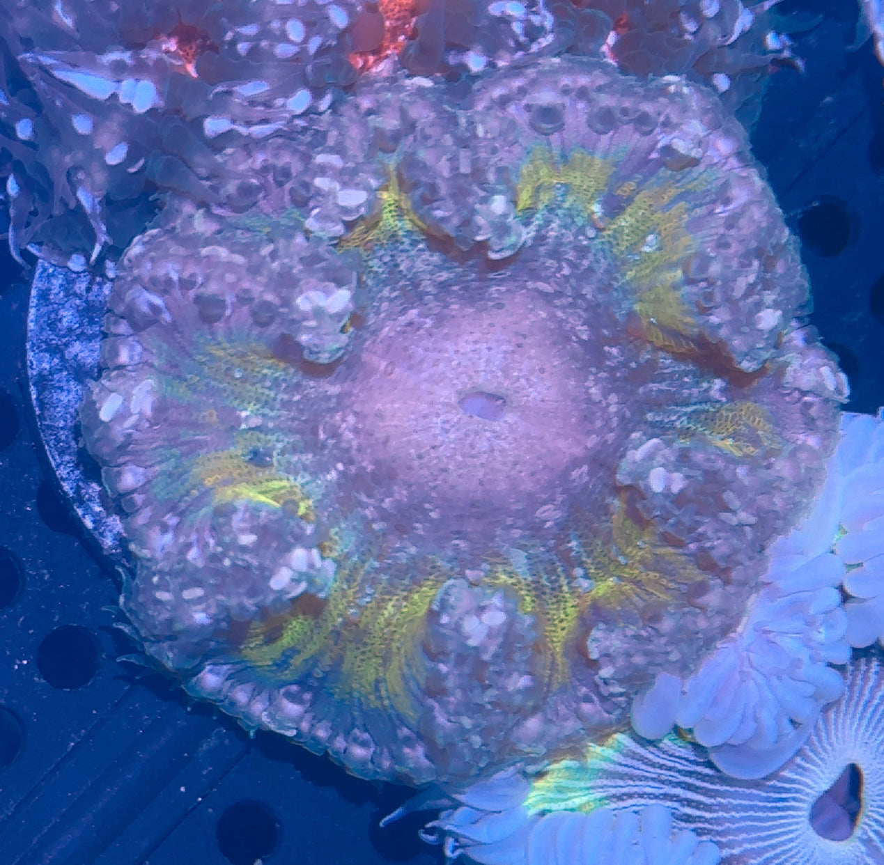 Rock Flower Anemone