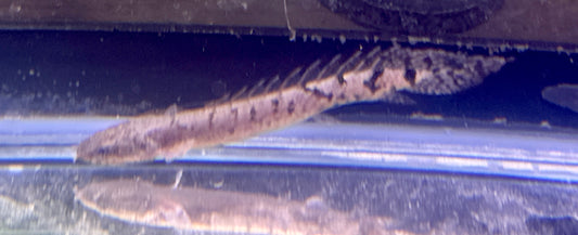 Delhezi Bichar