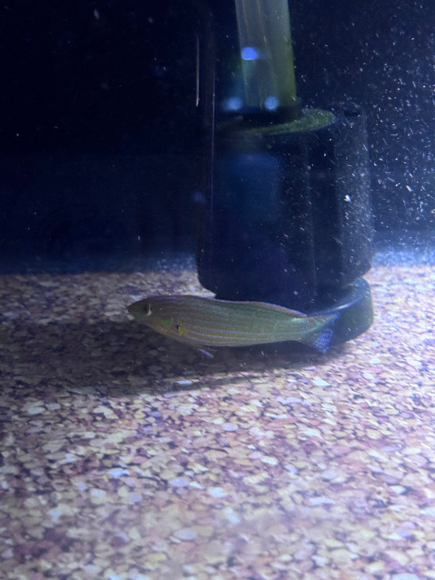 Melanuras Wrasse