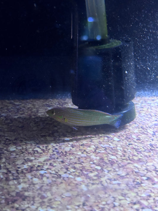Melanuras Wrasse