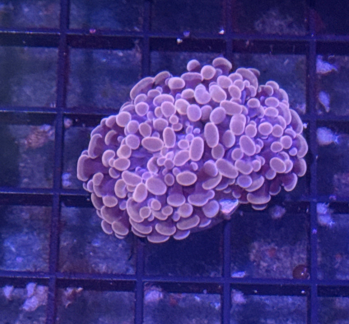 Peach Branching Hammer