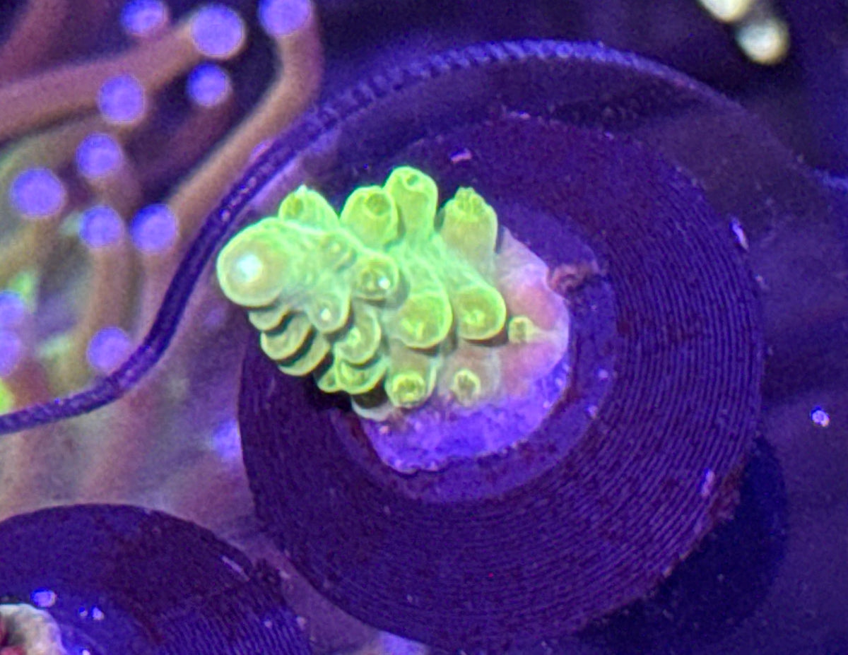 Acro Frag