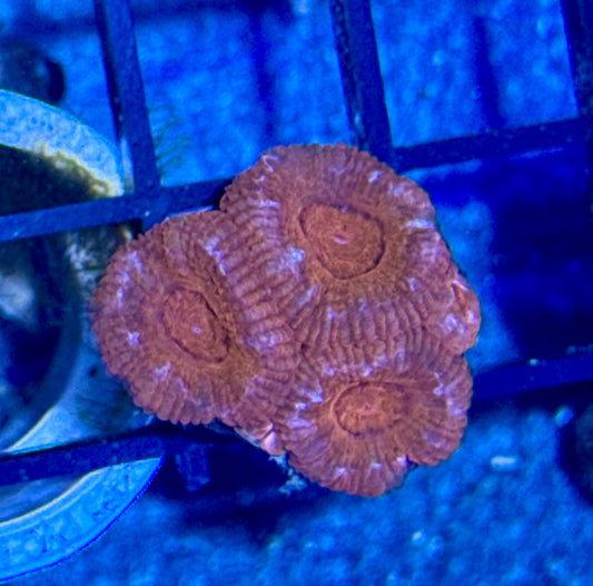 Acan Frag