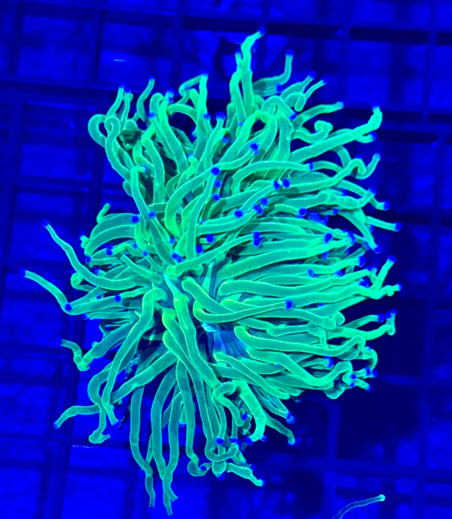 Blue Tipped Indo Torch
