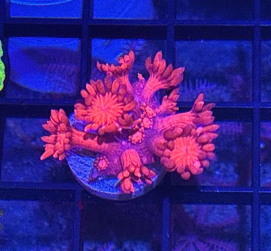 Reg Long polyp Goni Frag