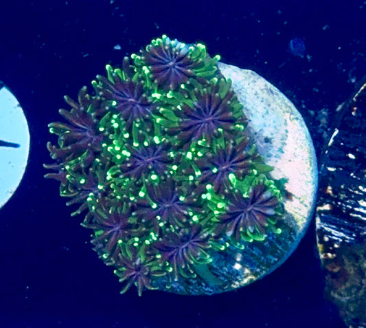 Galaxia Frag