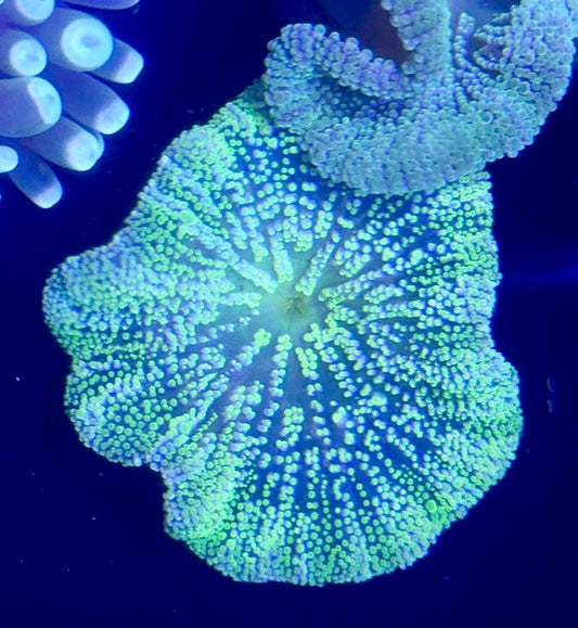 Haddoni Carpet Anemone 3-4”