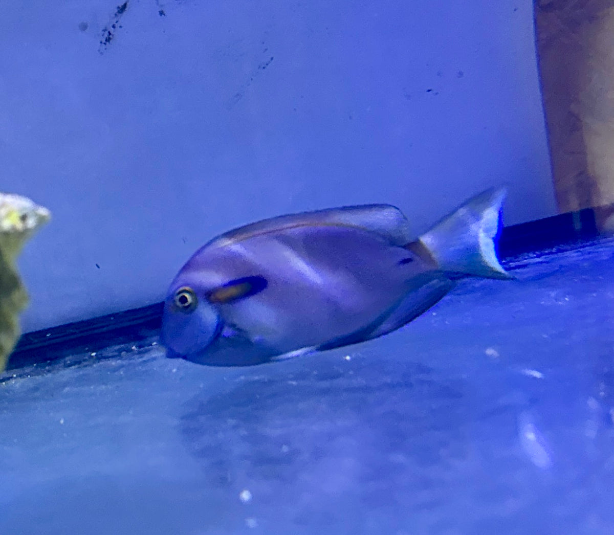 Orange Shoulder Tang