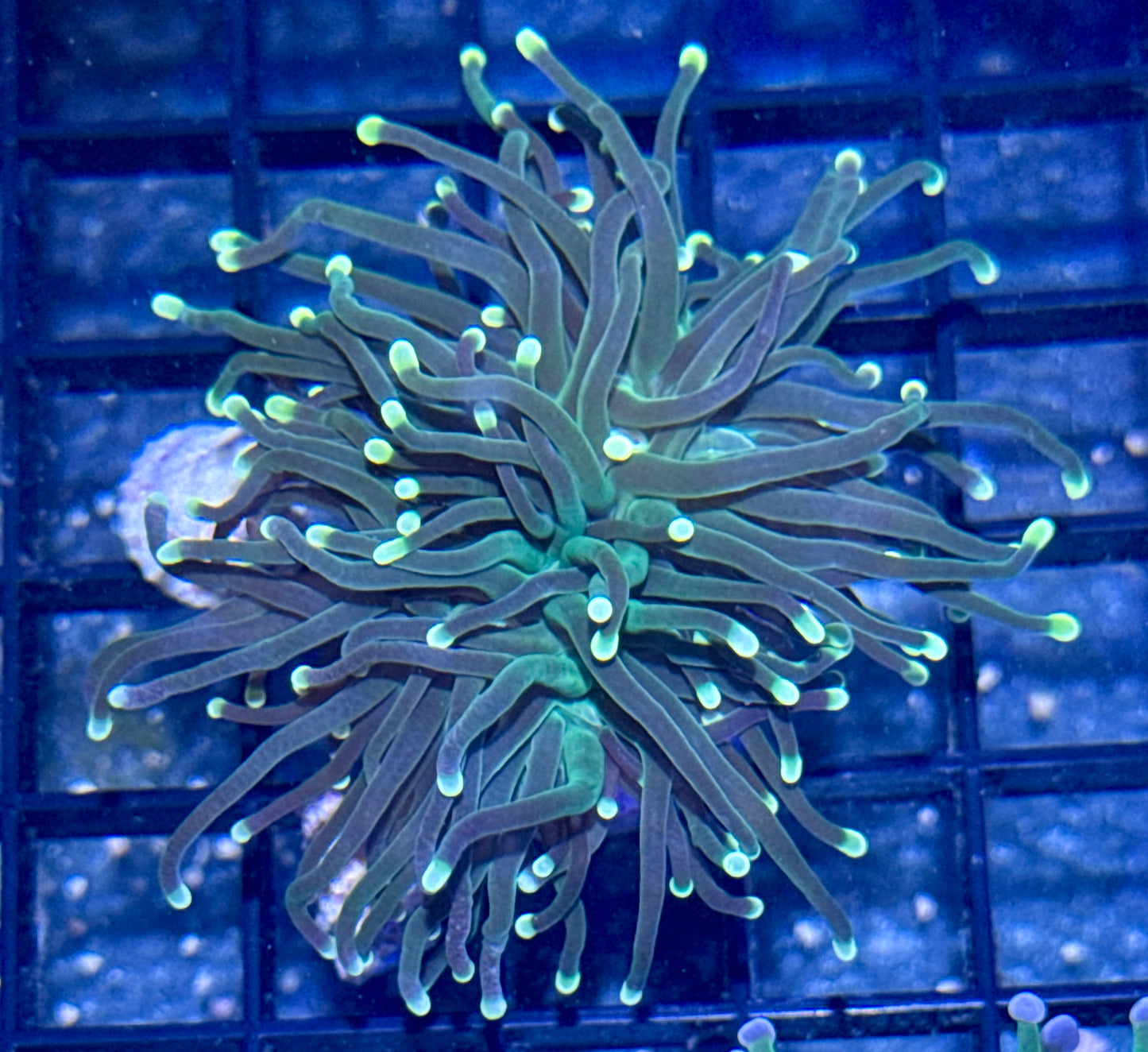 Torch Frag