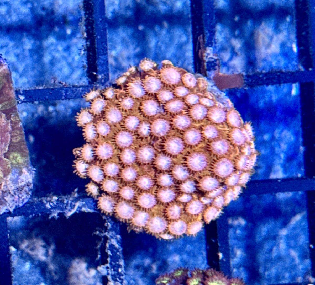 Cyphastrea Frag
