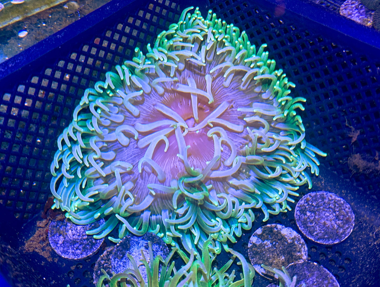Long Tentacle Anemone LG