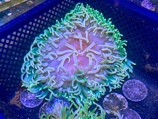 Long Tentacle Anemone LG