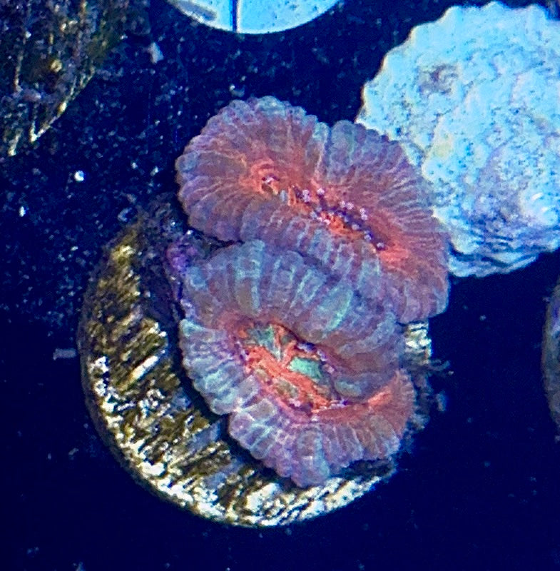 Acan Frag