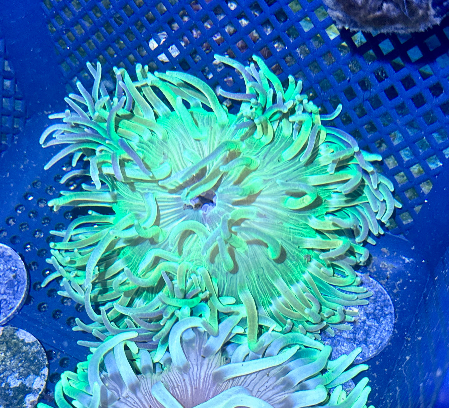 Long Tentacle Anemone
