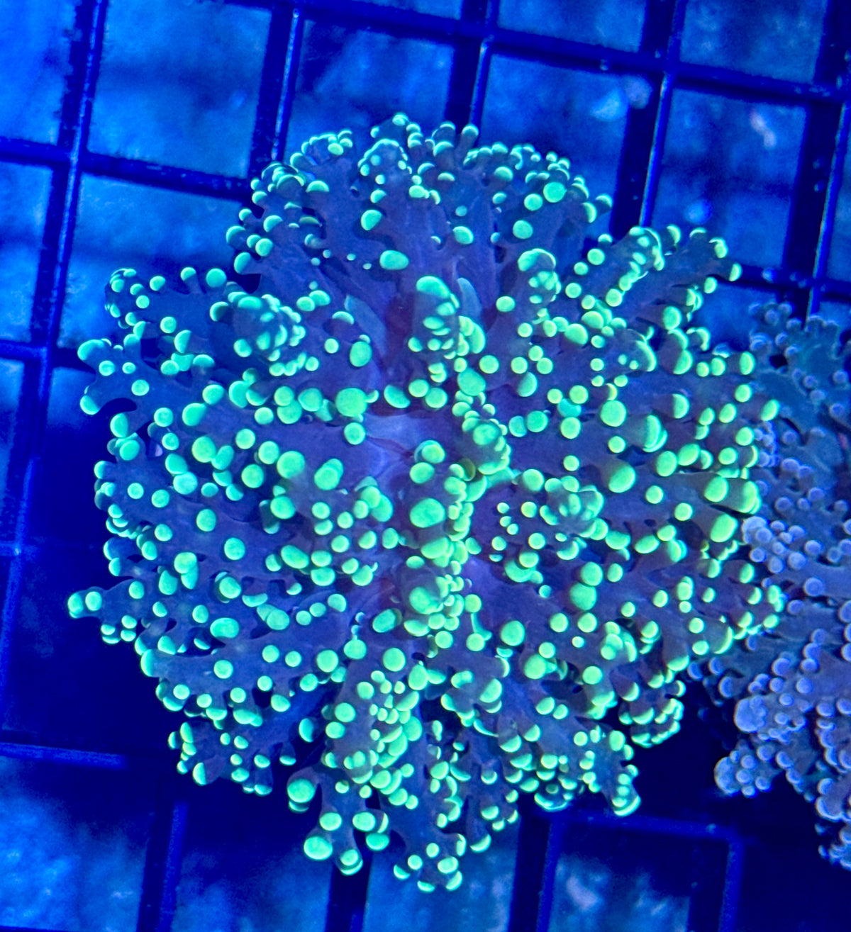 Octospawn Branching