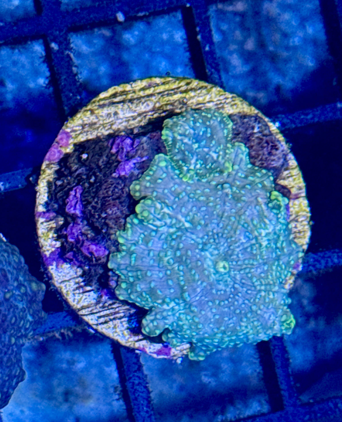 Disco Mushroom