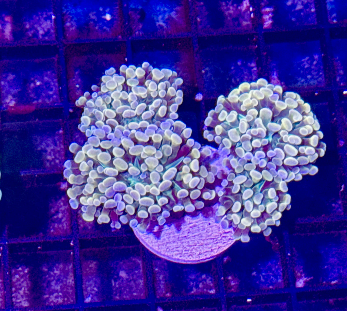 4 Head Branching Hammer