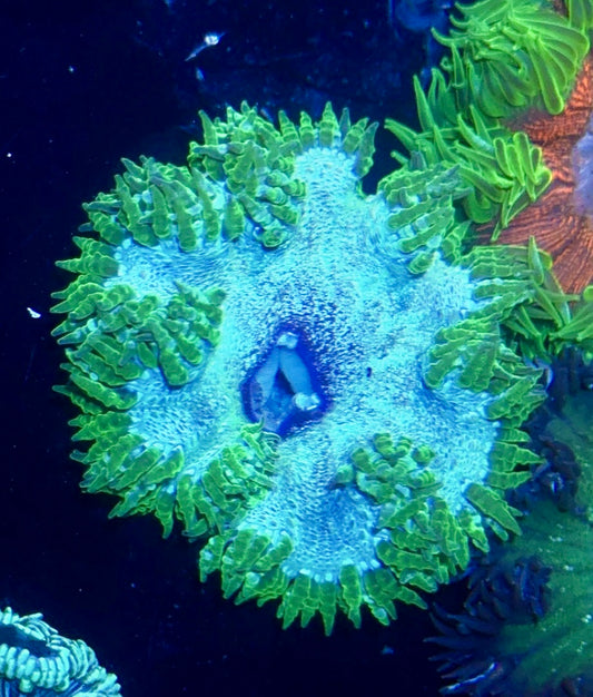 Rock Flower Anemone