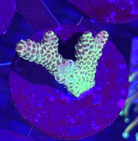 Acro Frag