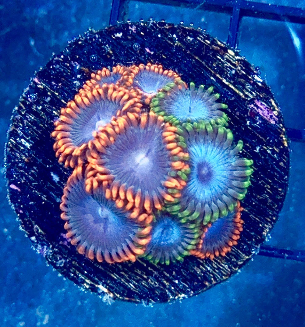 Zoa