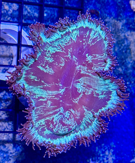 Elegance Coral