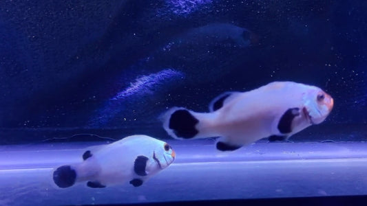 Snow Storm Reacue Pair