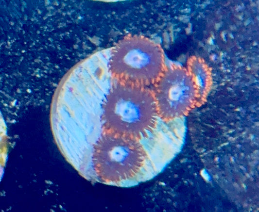 Zoa