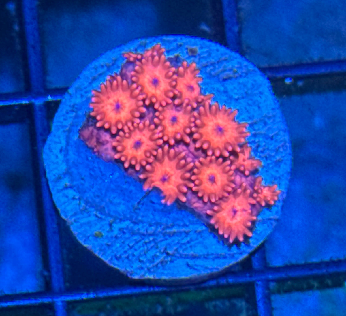 Red Goniopora Frag