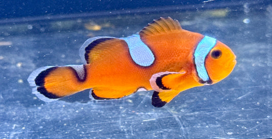 Nearly Naked Clown (Rescue)